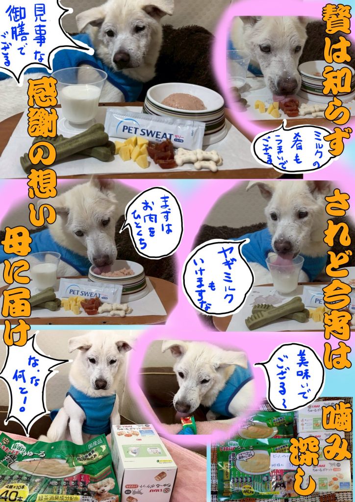 ワンだふるファミリーからの近況報告:2026年2月21日(土曜日) 7 b61a2ced515f9272bd8ec53bdf843539