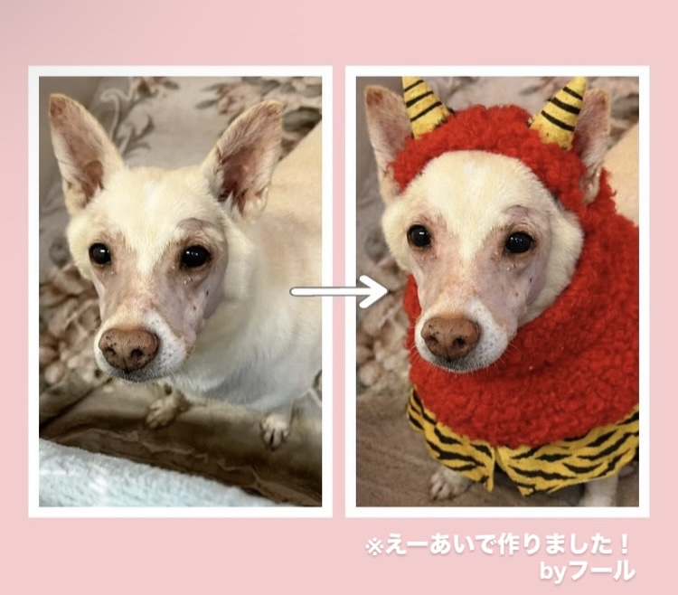 ワンだふるファミリーからの近況報告:2026年2月21日(土曜日) 9 3b843950cb1e1f5da5070fab27caaaf0