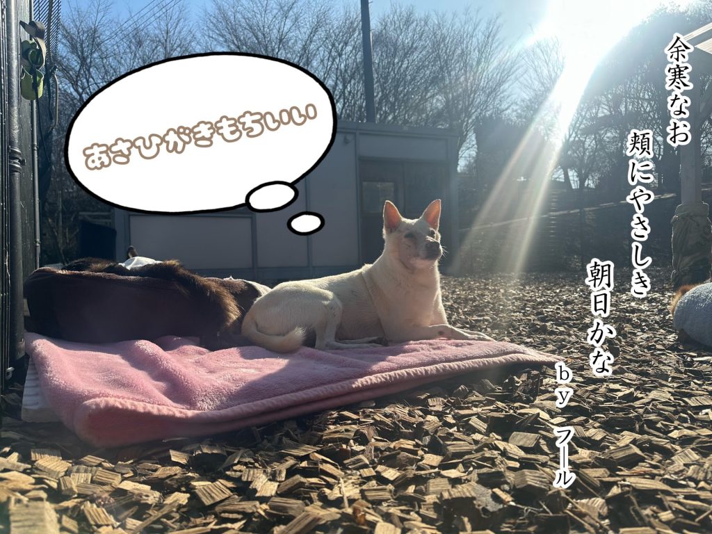 ワンだふるファミリーからの近況報告:2026年2月21日(土曜日) 8 67aeb64f9aa925db5cc37d16685316fa