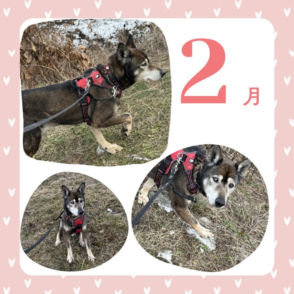 ワンだふるファミリーからの近況報告:2026年2月21日(土曜日) 11 d1100ced174ec7fc02a4066fe4644ef3