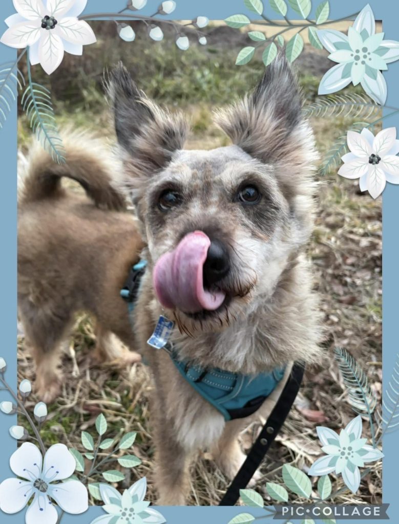 ワンだふるファミリーからの近況報告:2026年2月21日(土曜日) 14 bca420091907964a58a8b516519c6235