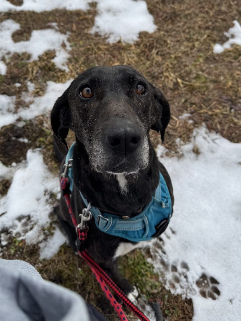 ワンだふるファミリーからの近況報告:2026年2月21日(土曜日) 16 b9fa6990791885d41075a5ff334a53a6