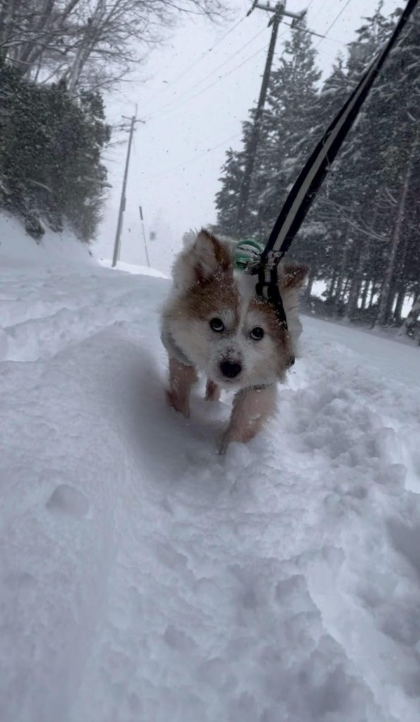 ワンだふるファミリーからの近況報告:2026年2月21日(土曜日) 19 58061dedb339a7354cbbf5895f2cf6db