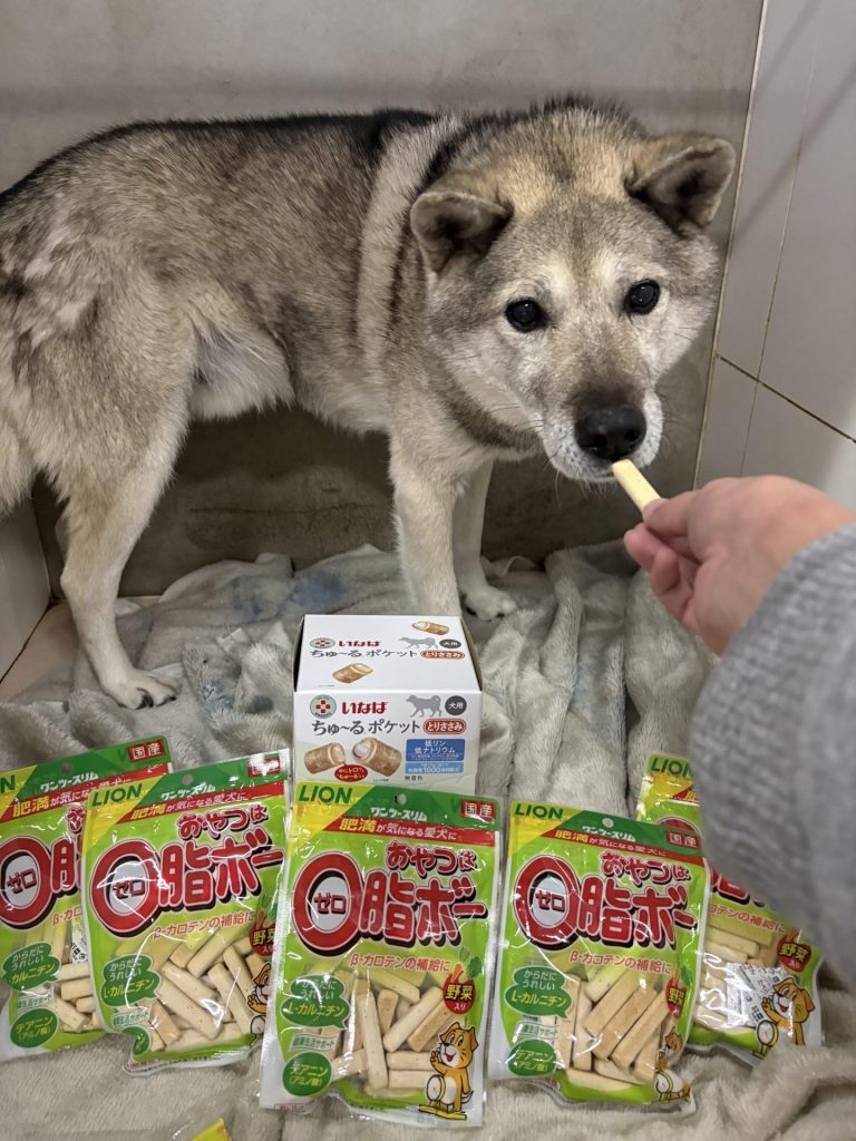 ワンだふるファミリーからの近況報告:2026年2月21日(土曜日) 20 7b207ed332b08b744584bf7a1d78a50e