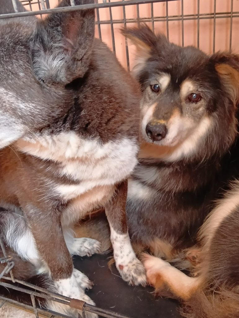 ワンだふるファミリーからの近況報告:2026年2月21日(土曜日) 21 f9867d20dc5981c4b3a785f3ad7625e3