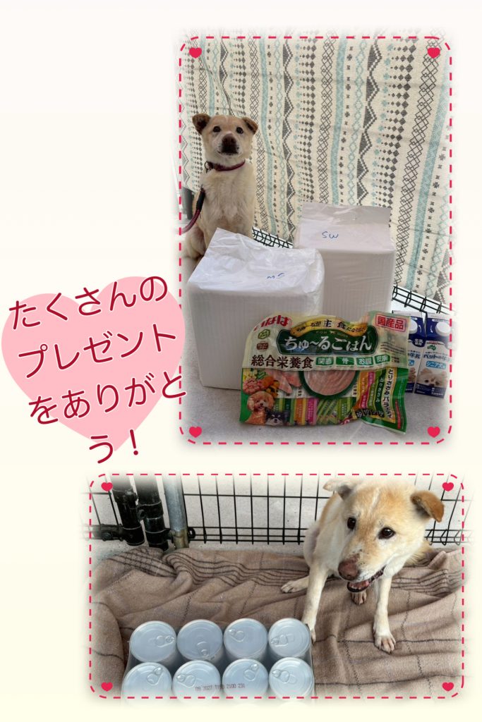 ワンだふるファミリーからの近況報告:2026年2月21日(土曜日) 22 50ab058e65d6a4879b96e3c3a53dbcc5