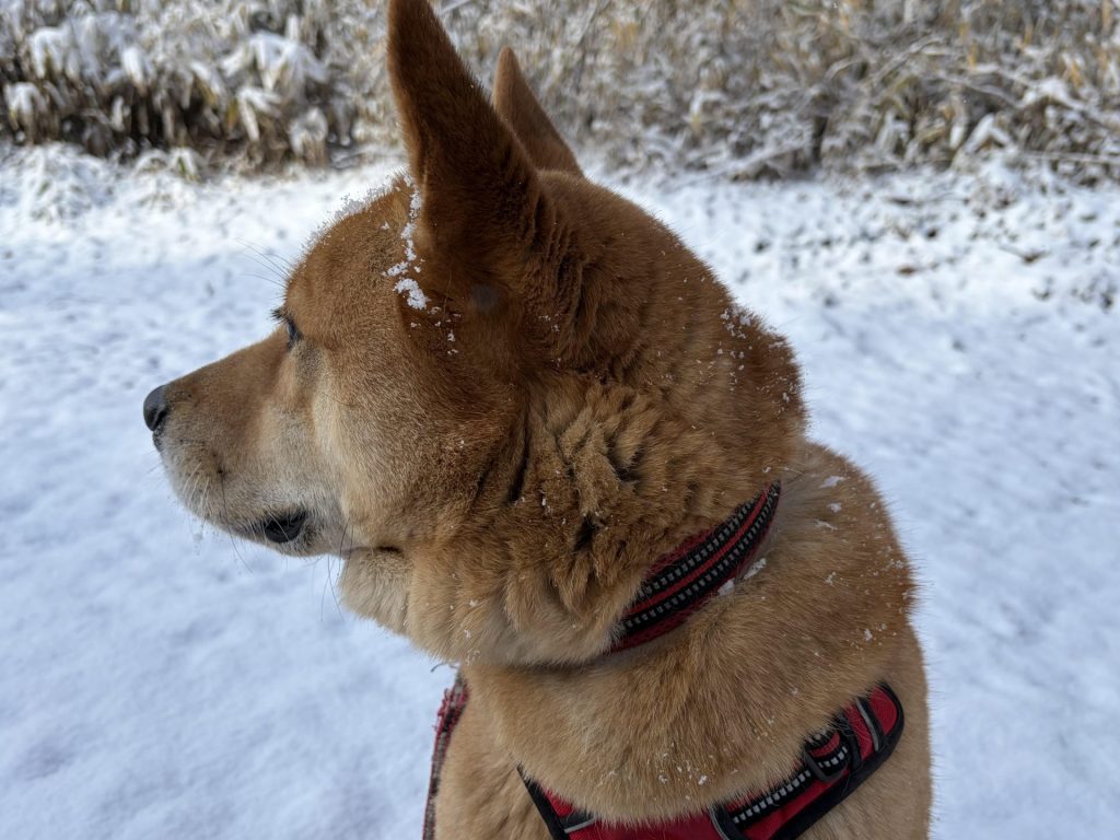 ワンだふるファミリーからの近況報告:2026年2月21日(土曜日) 23 9910c96f2e6e21fc377aa27e4836b680