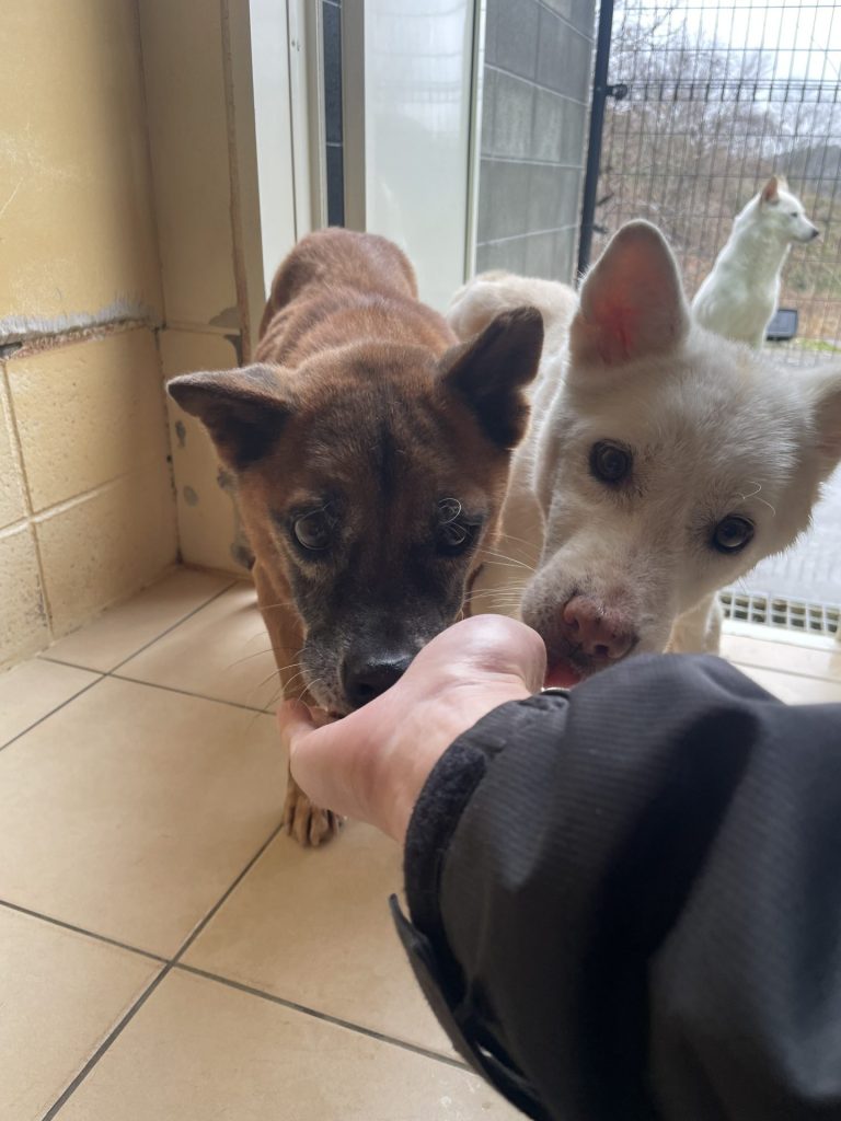 ワンだふるファミリーからの近況報告:2026年2月21日(土曜日) 24 2aeab6a8e299a2b2f9ab402e214119af