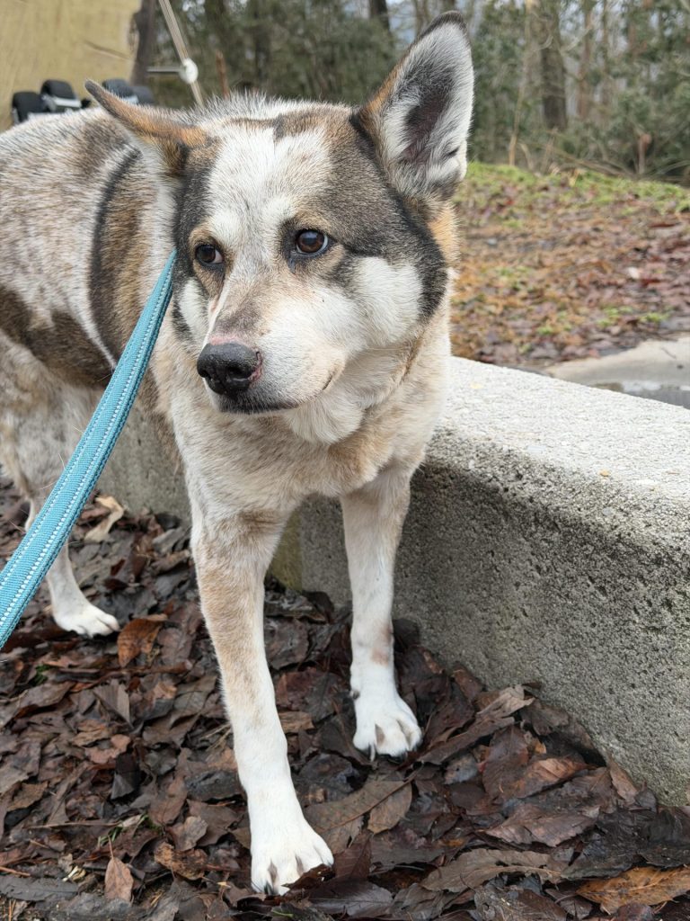 ワンだふるファミリーからの近況報告:2026年2月21日(土曜日) 26 0e24e3e5abd8c12ff208067a109bd138