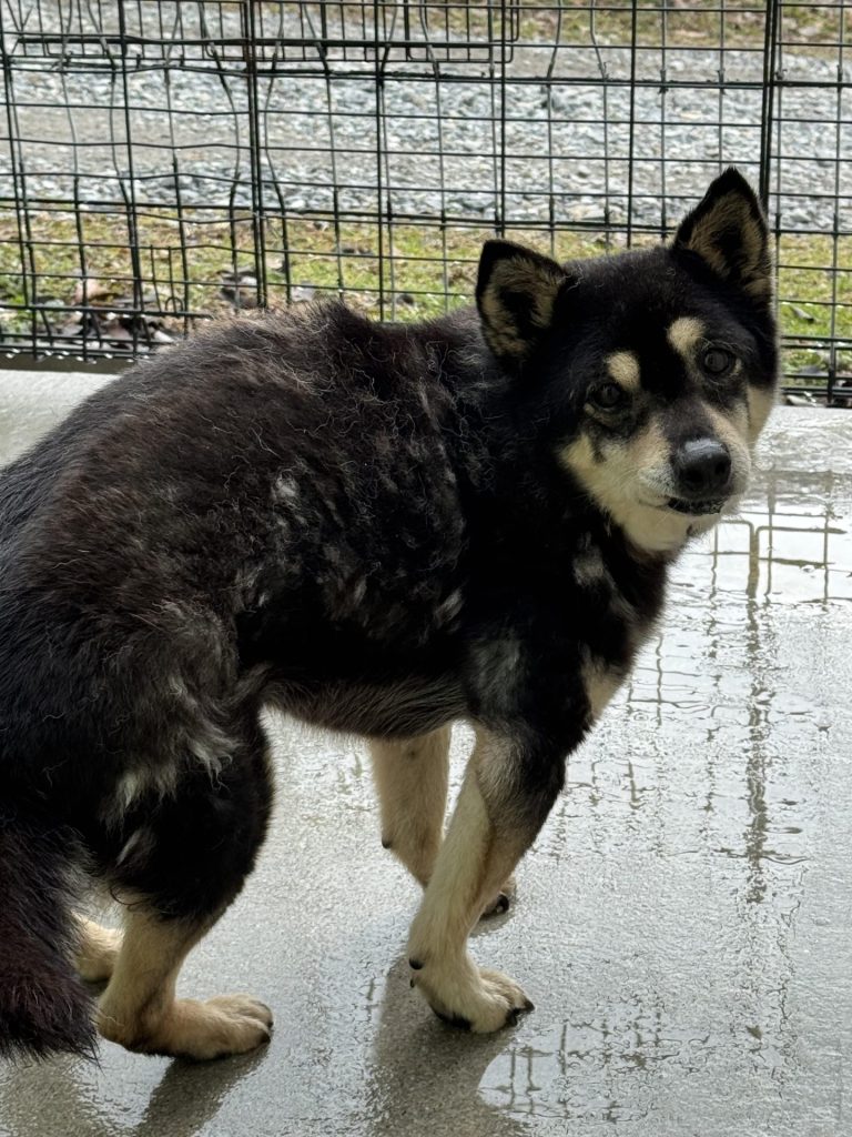 ワンだふるファミリーからの近況報告:2026年2月21日(土曜日) 27 890c56827e3dbfcfe0559cfed07e2db8