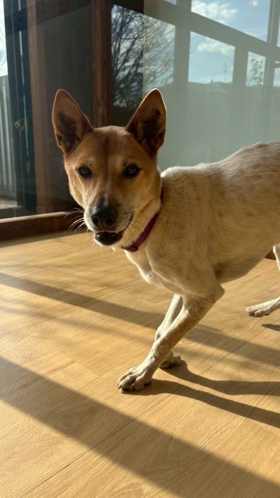 ワンだふるファミリーからの近況報告:2026年2月21日(土曜日) 29 611cb226c3ed4ee4b9d82481a8ca94ac