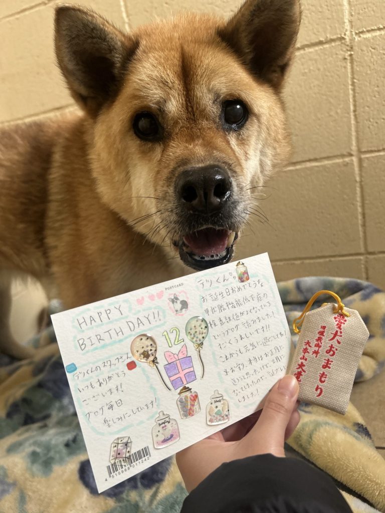 ワンだふるファミリーからの近況報告:2026年2月21日(土曜日) 17 25d997a84d028af4026ff1994b1c80e5