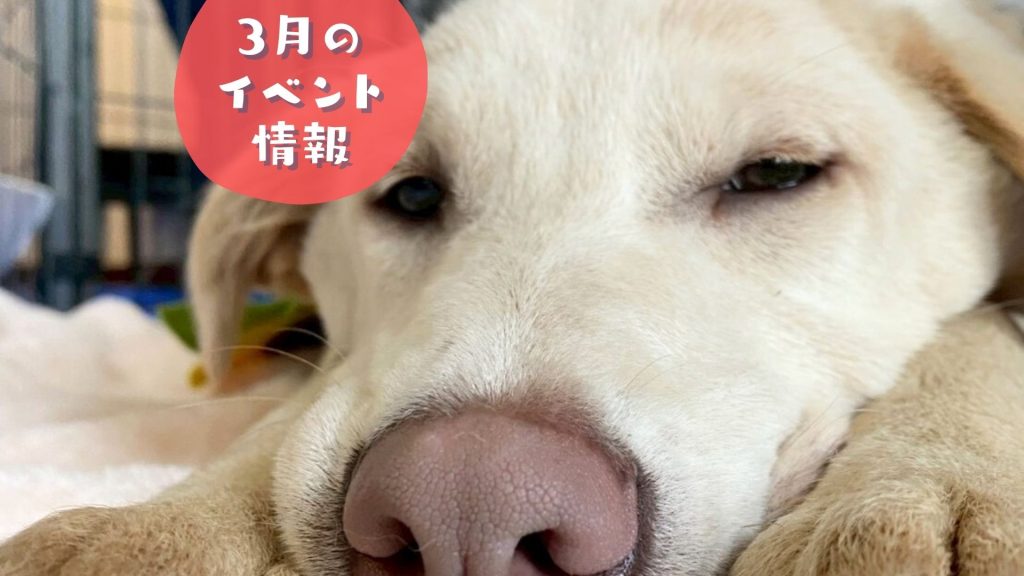 21084d506bbe5f04ceb4dc85a2cbc92a