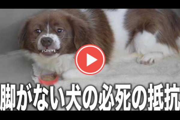 広島から徳島、そして――。殺処分ゼロの未来のために 7 e9690cec9e6489d50413e1a40183ed2c