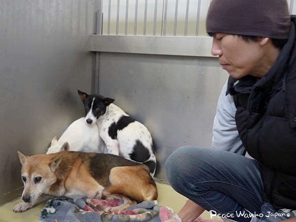 広島から徳島、そして――。殺処分ゼロの未来のために 6 20260220 1 1d