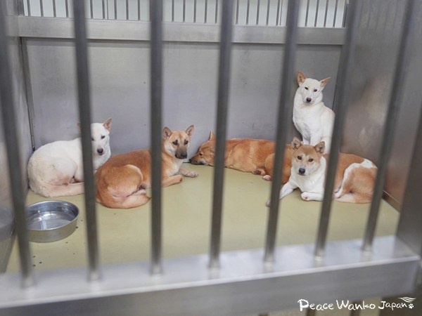 広島から徳島、そして――。殺処分ゼロの未来のために 3 20260220 1g