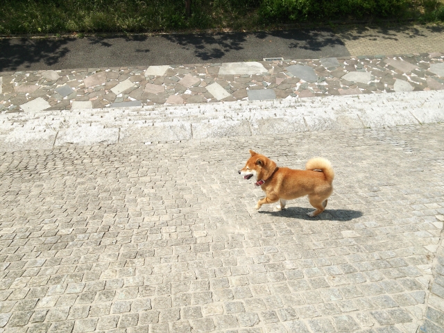 Journal 1 5ef77c2bc7d35a5b02d3a66c5511b209