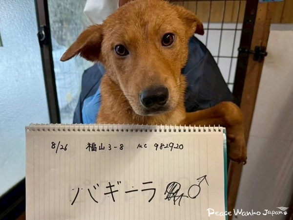 【ワンだふるLIFE】“大変”の先にある幸せ。「ミナム」の物語 3 f758bc40332b7534eefd27c4cb458ca3