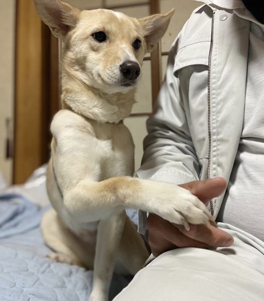 【ワンだふるLIFE】“大変”の先にある幸せ。「ミナム」の物語 7 2f49c15a48df1fc126f2919f326dd55a