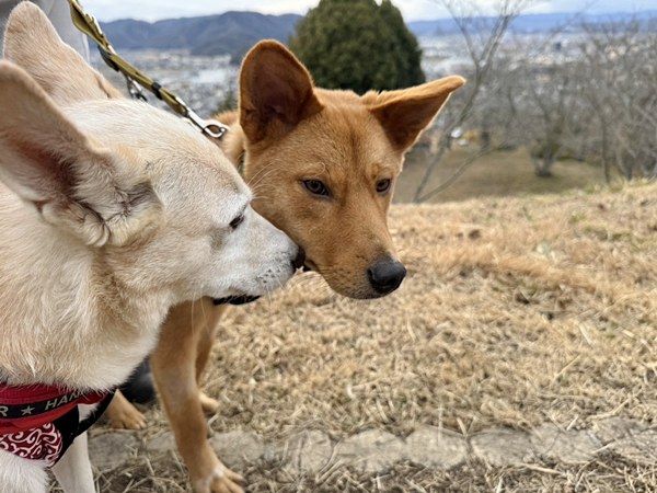 【ワンだふるLIFE】“大変”の先にある幸せ。「ミナム」の物語 8 abb4c057de6eec0d3687e40e129f853c