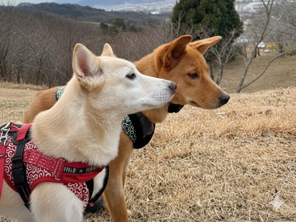 【ワンだふるLIFE】“大変”の先にある幸せ。「ミナム」の物語 14 da447f38956969073ffceb107cafa584