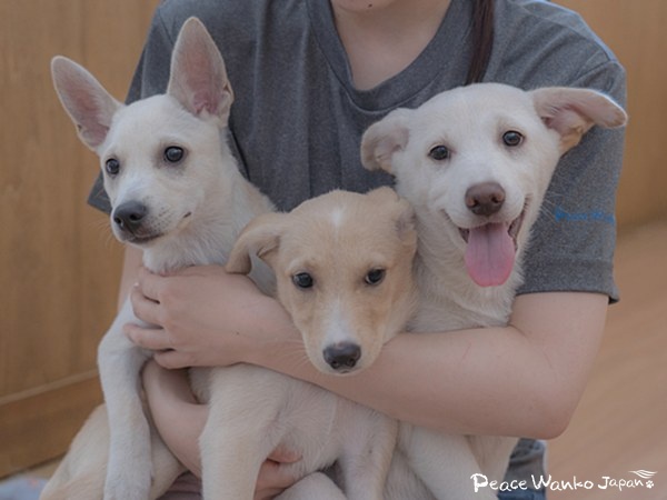 【ワンだふるLIFE】“大変”の先にある幸せ。「ミナム」の物語 12 eac6c14324340e4c36749a616f8fe593