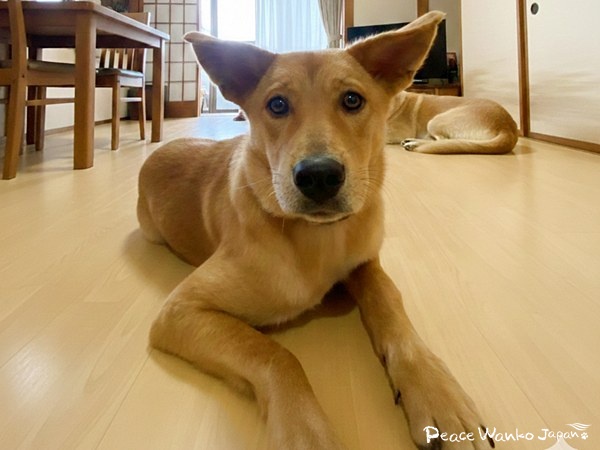 【ワンだふるLIFE】“大変”の先にある幸せ。「ミナム」の物語 13 b43eb396984a0df7d1b770cdd3a7e993