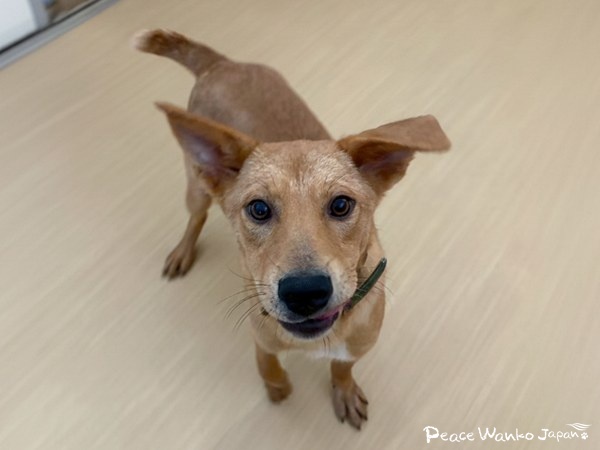 【ワンだふるLIFE】“大変”の先にある幸せ。「ミナム」の物語 9 6213d5fccb51cac54d81817392001c94