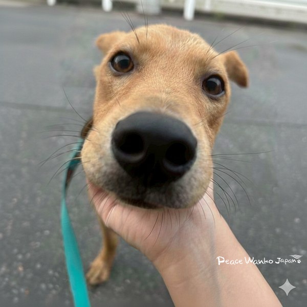 【ワンだふるLIFE】“大変”の先にある幸せ。「ミナム」の物語 15 4cb4cc5616d6f139663b64488103abe4