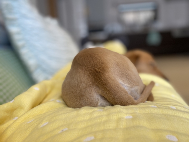 犬が飼い主にお尻を向けるのはなぜ?理由から信頼関係を築く対応まで解説【獣医師監修】 5 4c21e31a754db4c1bf93acea515d59f1