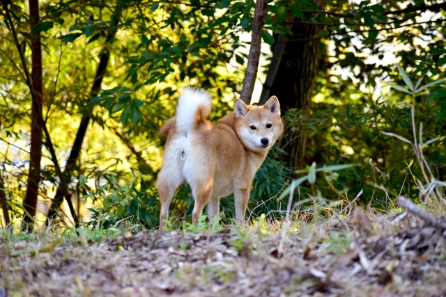 犬が飼い主にお尻を向けるのはなぜ?理由から信頼関係を築く対応まで解説【獣医師監修】 6 143e6a4ac0b04b6b0afddc6c5e041047