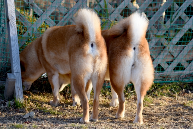 犬が飼い主にお尻を向けるのはなぜ?理由から信頼関係を築く対応まで解説【獣医師監修】 7 0c5a625e3175bf32090c66750c919a5c