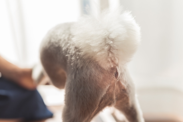 犬が飼い主にお尻を向けるのはなぜ?理由から信頼関係を築く対応まで解説【獣医師監修】 8 79bab85fab7a6f77fd4fc6e18df60ad6