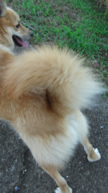 犬が飼い主にお尻を向けるのはなぜ?理由から信頼関係を築く対応まで解説【獣医師監修】 9 68ff40070ac7aef17f7d95e559028d1f