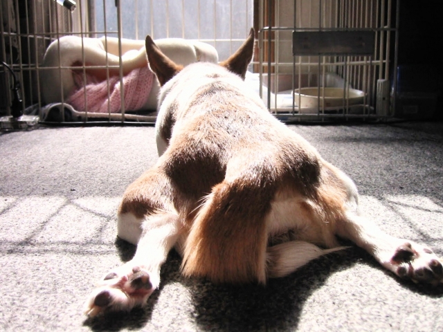 犬が飼い主にお尻を向けるのはなぜ?理由から信頼関係を築く対応まで解説【獣医師監修】 10 d81aa367a0d264313de91fcc47a29914