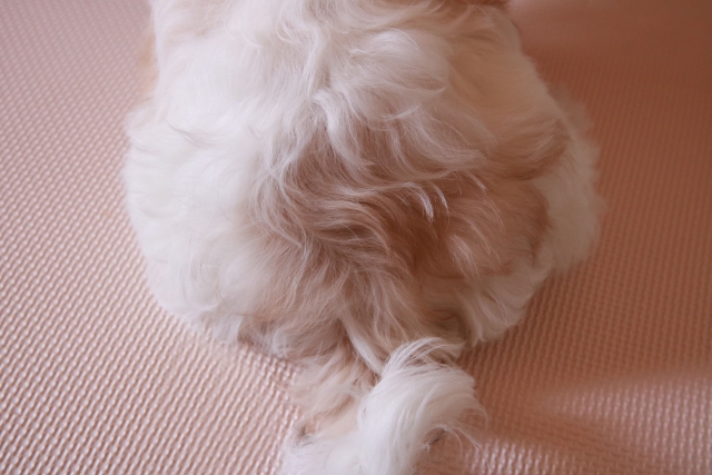 犬が飼い主にお尻を向けるのはなぜ?理由から信頼関係を築く対応まで解説【獣医師監修】 12 11338f48b84b23770b59859c46d4b44f