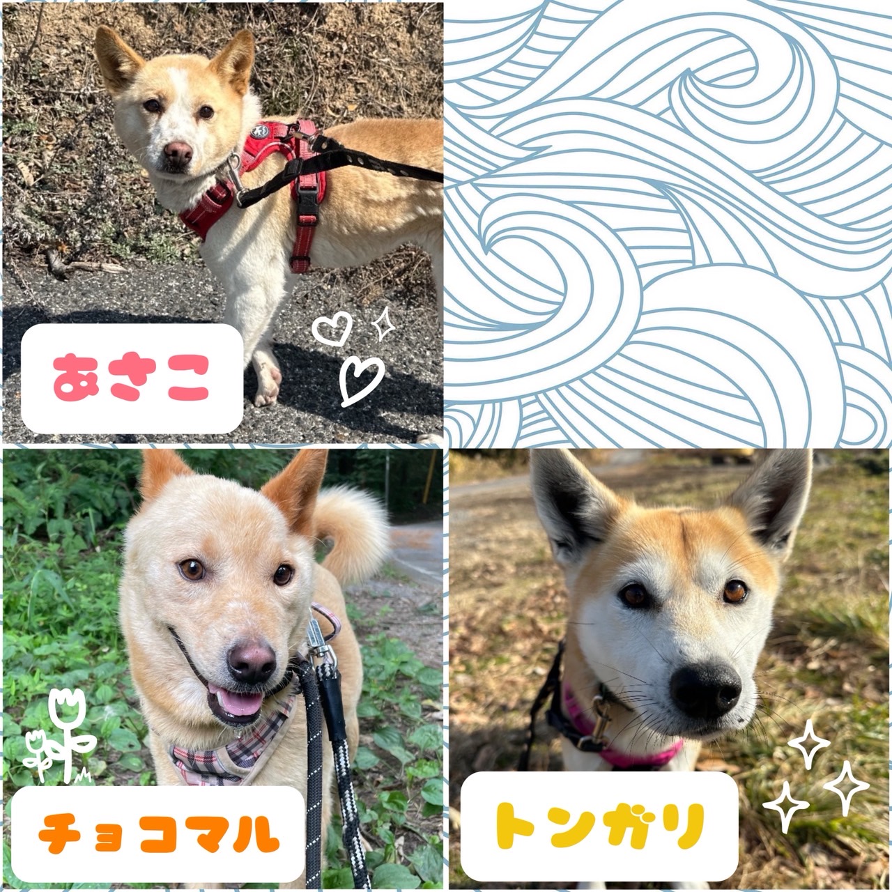 ピースワンコの譲渡会】4/5(日)「LECT DOG GReeTING14」に参加（広島