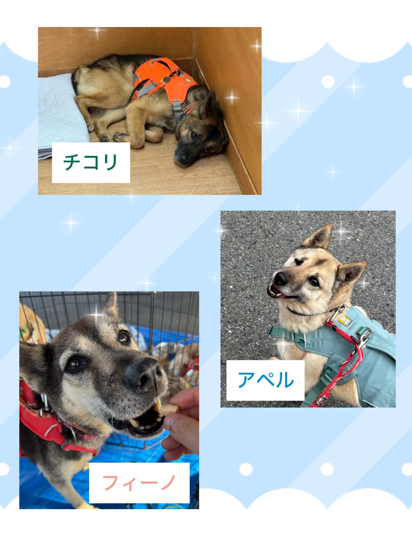 ピースワンコの譲渡会】4/5(日)「LECT DOG GReeTING14」に参加（広島