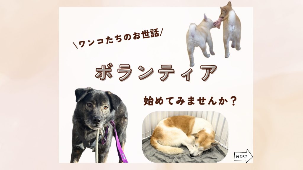 【ピースワンコのイベント】3/9(月)、22(日)「ボランティア説明会」を開催(西東京ふれあい譲渡センター) 1 400270404e11c874ea49df39196319ee