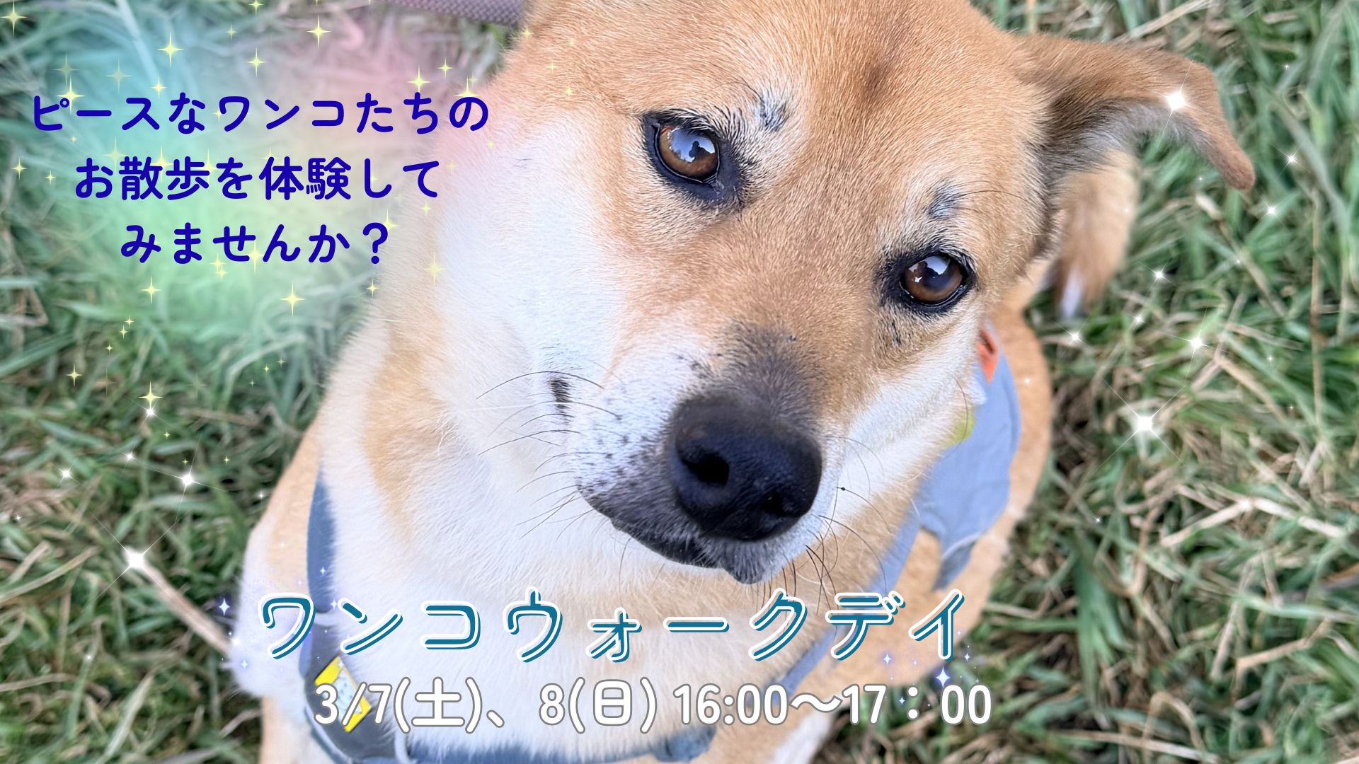 ワンコの写真 ピースワンコのイベント】3/7(土) 、8(日)「ワンコウォークデイ
