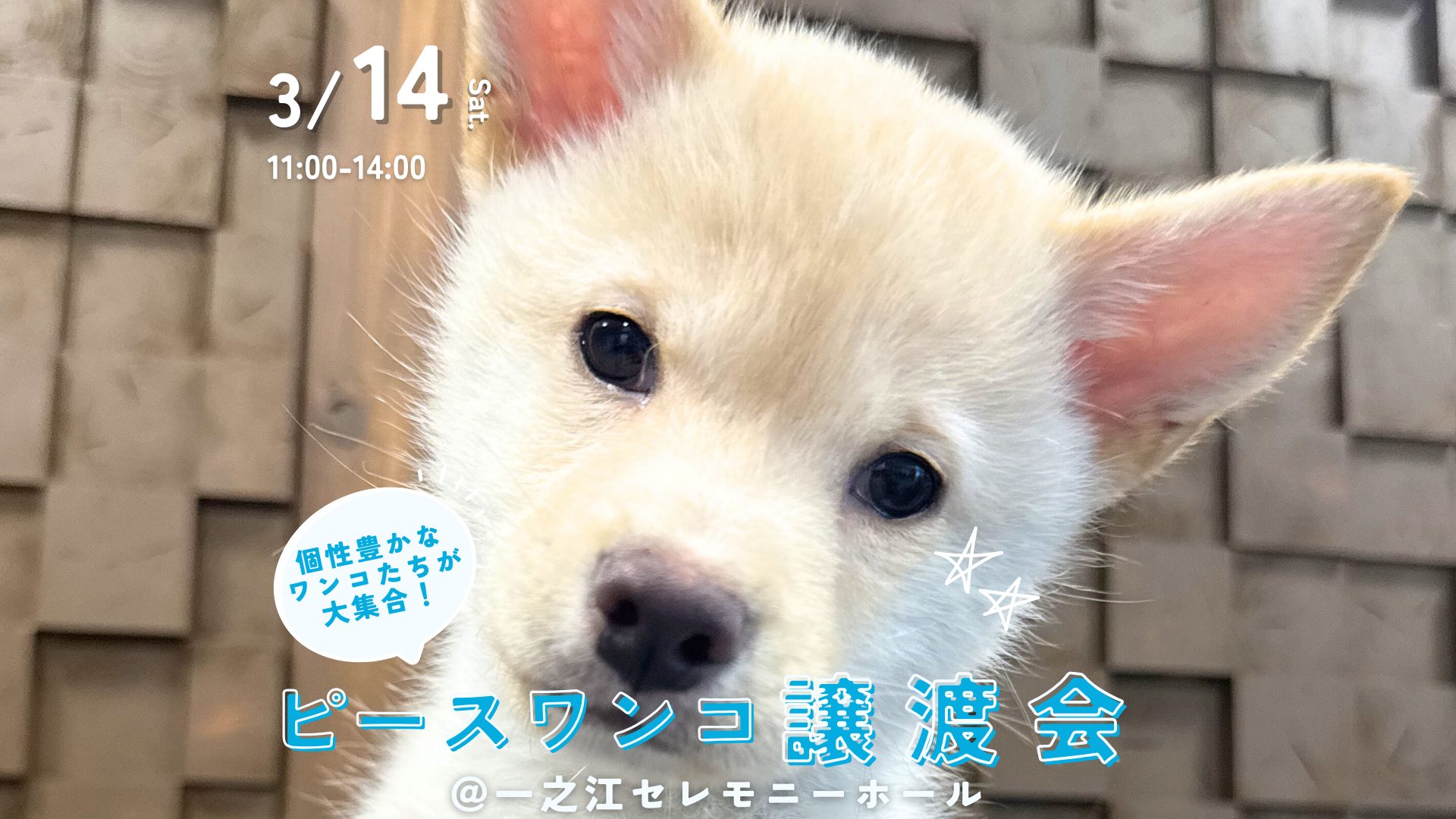 ピースワンコの譲渡会】3/14(土)保護犬譲渡会＠一之江セレモニーホール