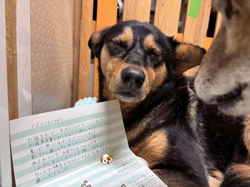 90c6a297986ecd5e8cd5e4341284b557