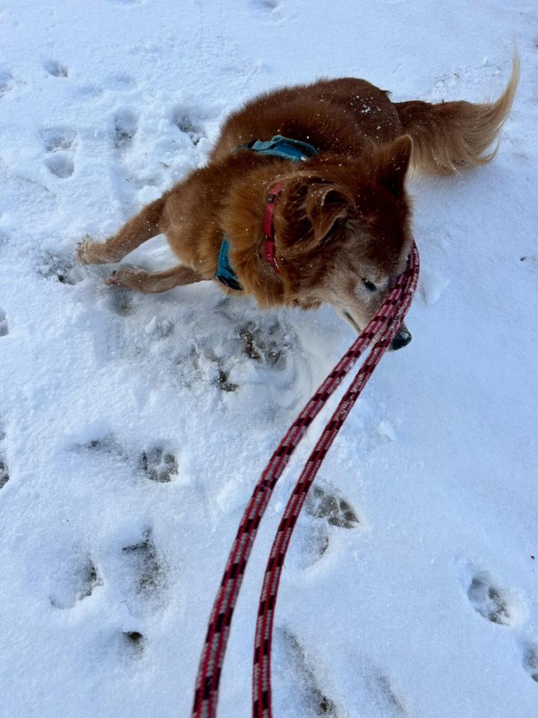 ed515d72354f48c82636ea2b19f7c45c