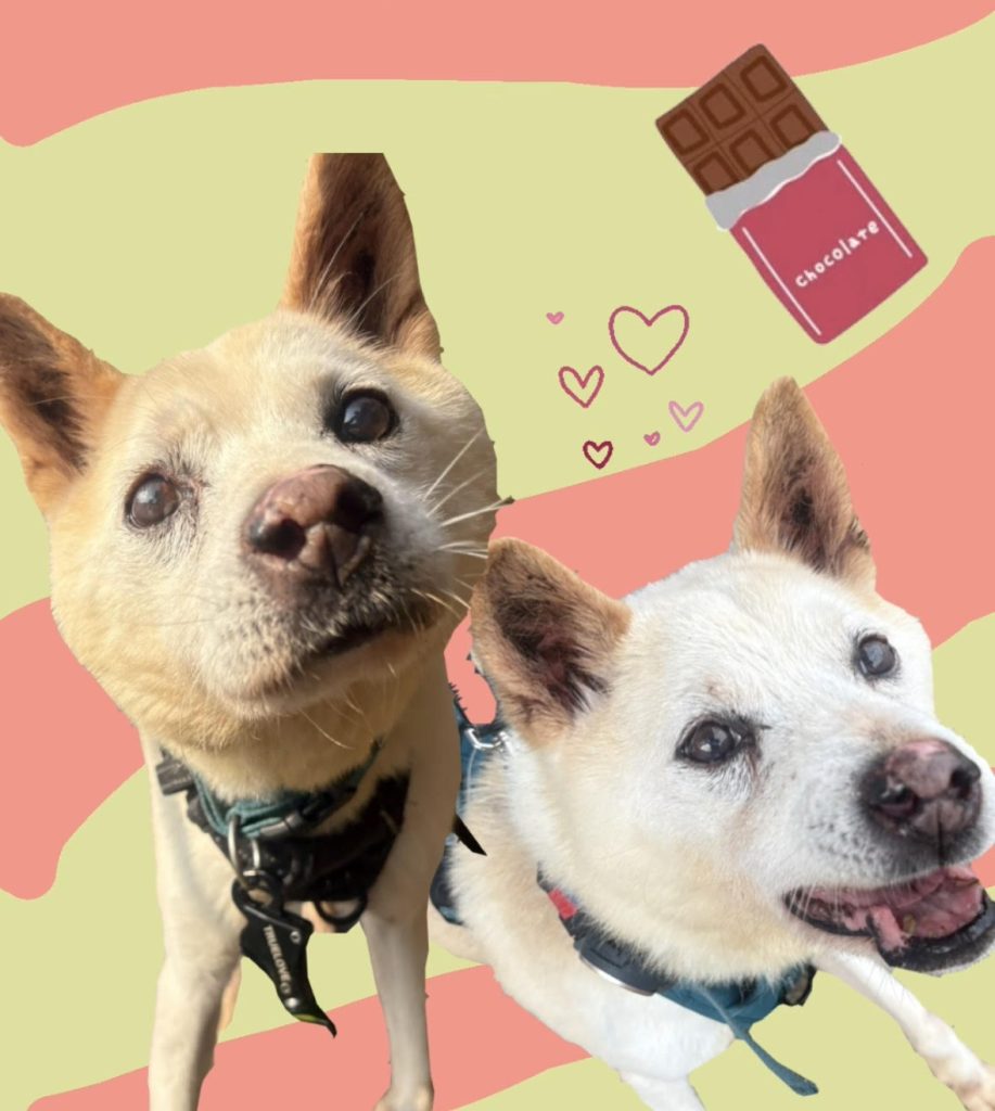 4f0a623bdd41b7fa906e06d3dec9ce58