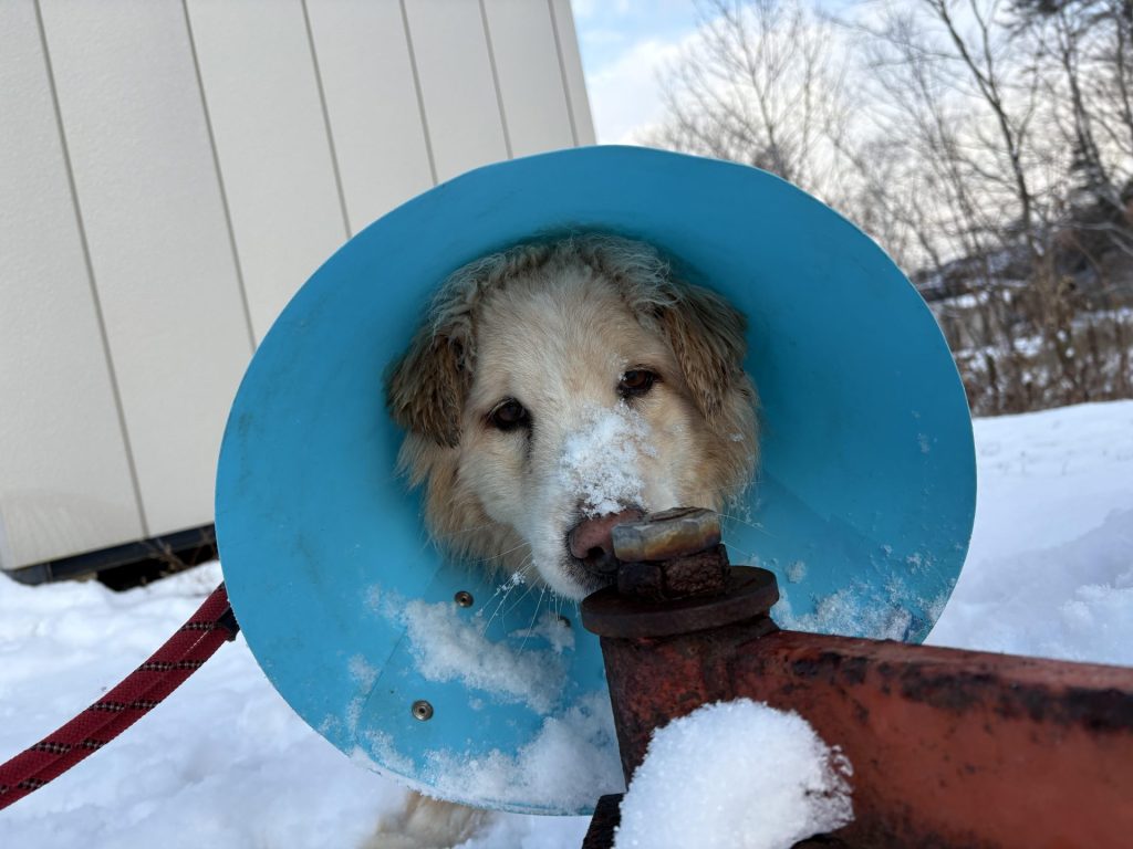 e1dd36fba19a47b56d9fe46b1dc4fb1f