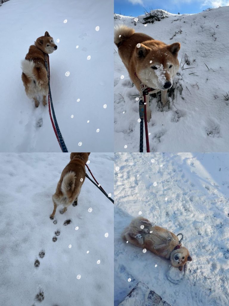 0bedfeb844825eb6c0782ef8de2b90c9