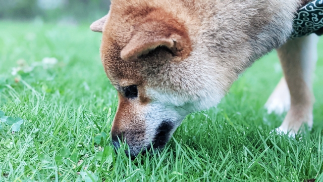 2282ac2f63a57af38890f6c375c4646f