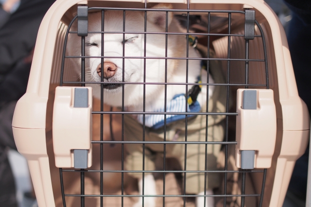 c0efc8e06a2e4c15e08d97a32ded65eb