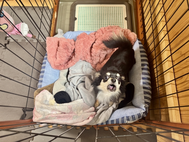 49c98548ef4bdf6b2117e1d2ce0d8706