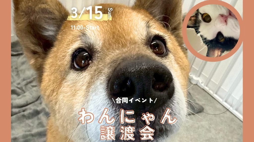 ada681a4ae73fcfbc2dfb2b6646c9ad0